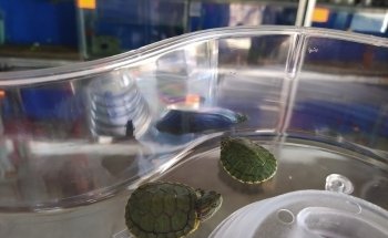 Acuario El Pez Dorado