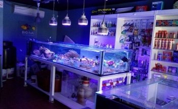 Big Fish Aquarium Boutique