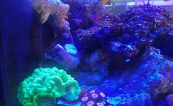 Big Fish Aquarium Boutique