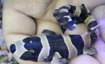 Big Fish Aquarium Boutique