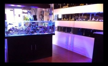 Big Fish Aquarium Boutique