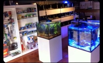 Big Fish Aquarium Boutique