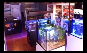 Big Fish Aquarium Boutique