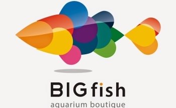 Big Fish Aquarium Boutique