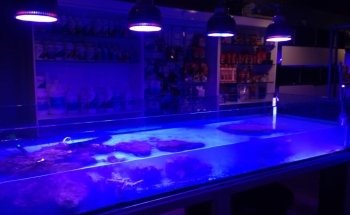 Big Fish Aquarium Boutique