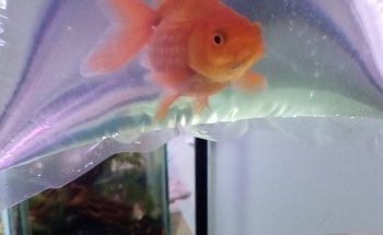 acuario mascarita pet's