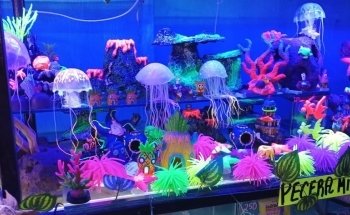 acuario mascarita pet's