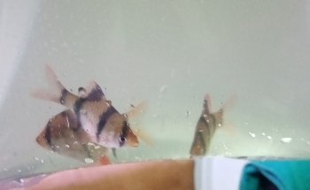 acuario mascarita pet's