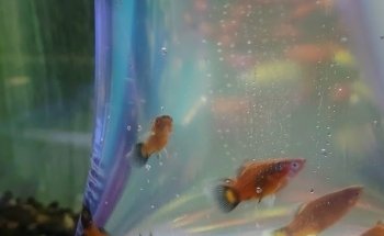 acuario mascarita pet's
