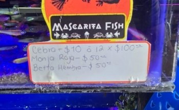 acuario mascarita pet's