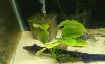 Acuario KOI