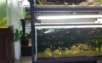AquaMonkey