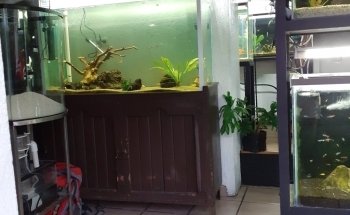 AquaMonkey