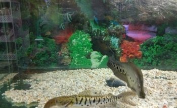 Acuario ESTRADA
