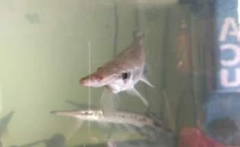 Acuario ESTRADA