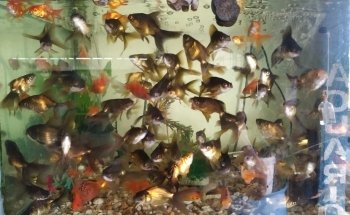 Acuario ESTRADA