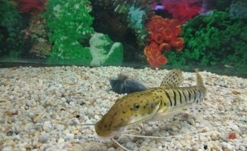 Acuario ESTRADA