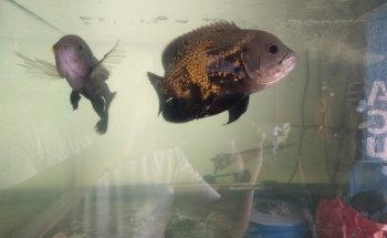 Acuario ESTRADA