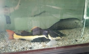 Acuario ESTRADA