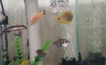 Acuario ESTRADA
