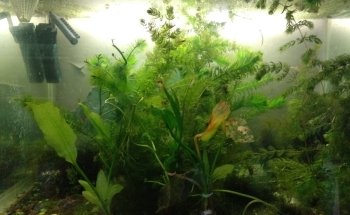 Acuario ESTRADA