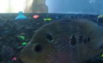 Acuario Don Cangrejo