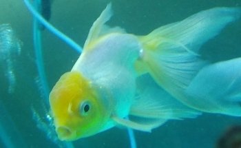Acuario Don Cangrejo