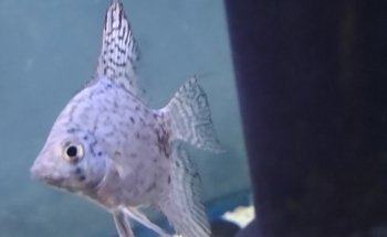 Acuario Don Cangrejo