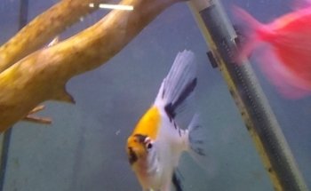 Acuario Don Cangrejo