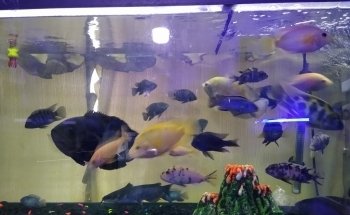 Acuario Don Cangrejo