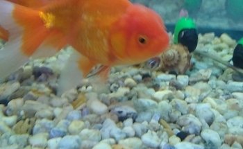 Acuario Don Cangrejo