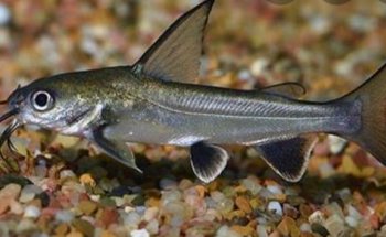 Acuario Don Cangrejo