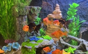 Guppy's Aquarium Products