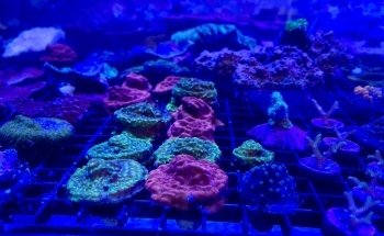 Guppy's Aquarium Products