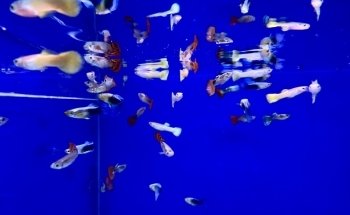 Guppy's Aquarium Products
