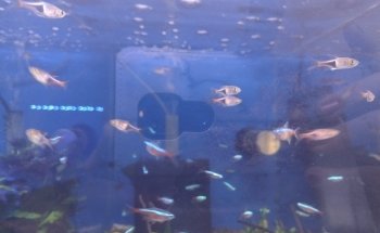 Guppy's Aquarium Products