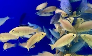 Guppy's Aquarium Products