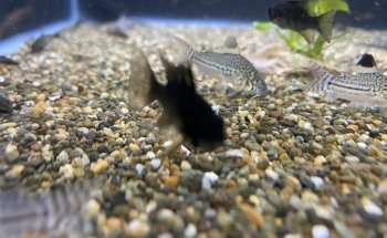Guppy's Aquarium Products