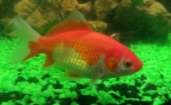 Aquamundo Orizaba