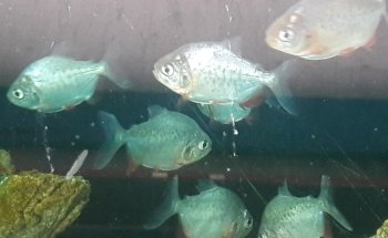 Aquamundo Orizaba