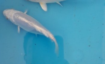 Aquamundo Orizaba