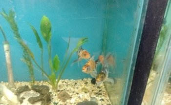 Acuario el Ángel