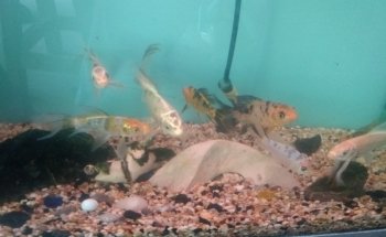 Acuario el Ángel