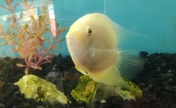 Acuario el Ángel