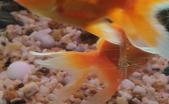 Acuario el Ángel