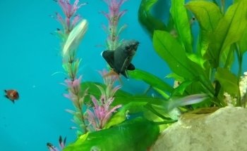 Acuario el Ángel