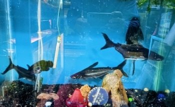 Acuario el Ángel