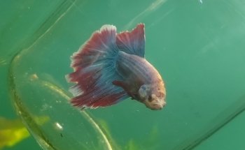 Acuario el Ángel