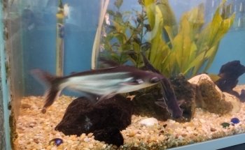 Acuario el Ángel