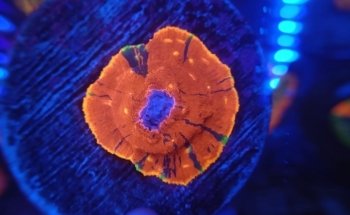 Acuario Atlantis Magnus Reef